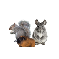 HLAVNÉ JAZYKY
