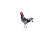 Kohút Dominant Leghorn Čierny D608