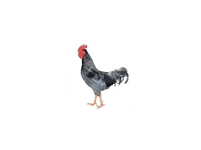 Kohút Dominant Leghorn Čierny D608