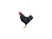 Kohút Dominant Leghorn Čierny D608