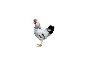 Kohút Dominant Leghorn Čierny D608