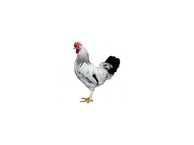 Kohút Dominant Leghorn Čierny D608