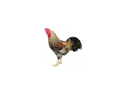 Kohút Dominant Leghorn Čierny D608