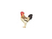 Kohút Dominant Leghorn Čierny D608