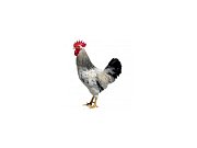 Kohút Dominant Leghorn Čierny D608