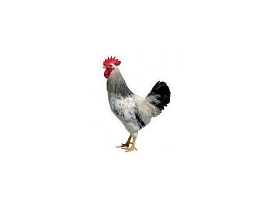 Kohút Dominant Leghorn Čierny D608