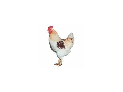 Kohút Dominant Leghorn Čierny D608