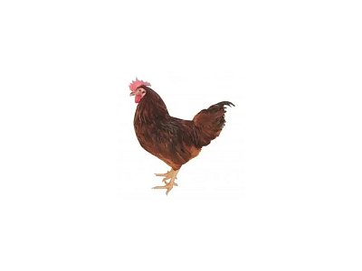 Kohút Dominant Leghorn Čierny D608