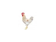 Kohút Dominant Leghorn Čierny D608