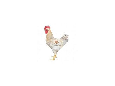 Kohút Dominant Leghorn Čierny D608