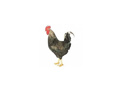Kohút Dominant Leghorn Čierny D608