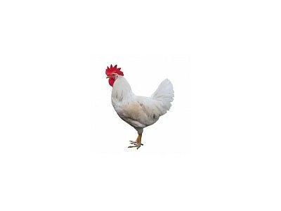 Kohút Dominant Leghorn Čierny D608