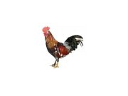 Kohút Dominant Leghorn Čierny D608