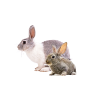 Králiky a zajace.
