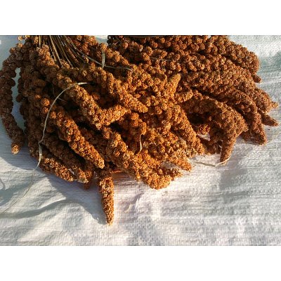 Krmivné zmesi Kvídera Proso senegalské - červené klas 15 kg.