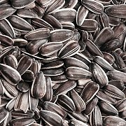 Krmivové zmesi Kvídera Slnečnica opražená veľká 20 kg