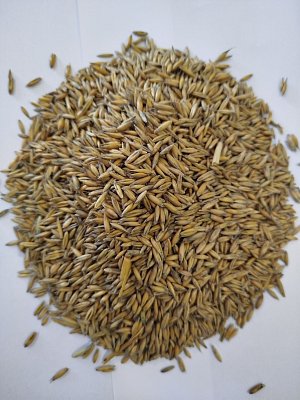 Krmné směsi Kvídera - Oves žlutý 1 kg