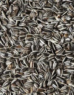 Krmné zmesi Kvídera Slnečnica pražená malá 20 Kg
