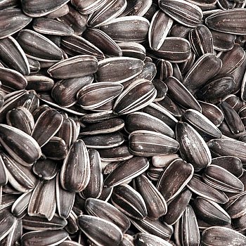 Krmné zmesi Kvídera Slnečnica pruhovaná veľká 1 kg