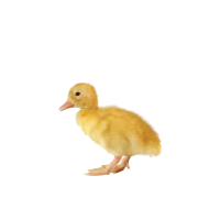 Predaj káčat.