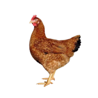 Predaj kuričiek