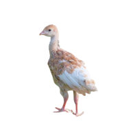 Predaj moriek