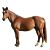 KÔŇ