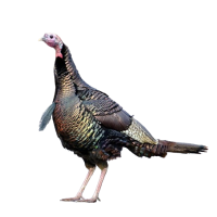 KRČEK