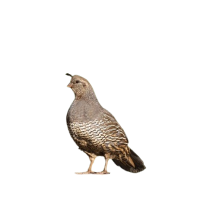 Krepelky