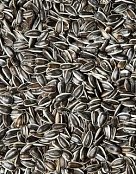 Krmivo zmes Kvídera Slnečnica zahnaná malá 1 kg