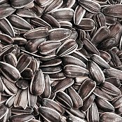 Krmivová zmes Kvíder Slnečnica pražená veľká 1 Kg