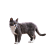 MAČKY