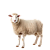 OVCE

Jahňatá