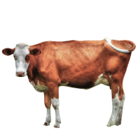 STB