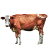 STB