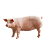SVINIA