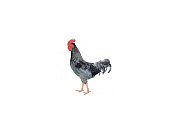 Kohút Dominant Leghorn Čierny D608