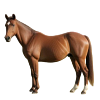 KÔŇ