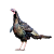 KRČEK