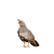 Krepelky
