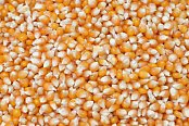 Krmivné zmesi Kvídera Kukuřica popkornová 1 Kg