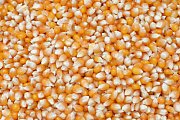 Krmivné zmesi Kvídera Kukuřica popkornová 1 Kg