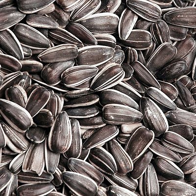 Krmivová zmes Kvíder Slnečnica pražená veľká 1 Kg