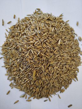 Krmné směsi Kvídera - Oves žlutý 25 kg
