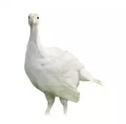 Krutá 6 týždňov