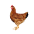 Predaj kuričiek