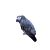 Vtáctvo