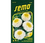 Výpredaj - Čínska pomponová Astra ***